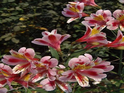 La Astromelia O Lirio De Los Incas Alstroemeria Aurantiaca