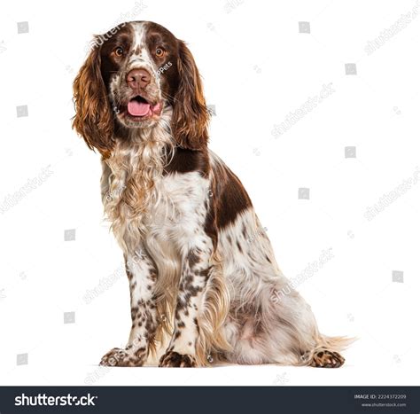 springer spaniel royalty  images stock  pictures