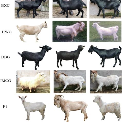 The Differences In Coat Colour For The Studied Goat Breeds Smg Saanen