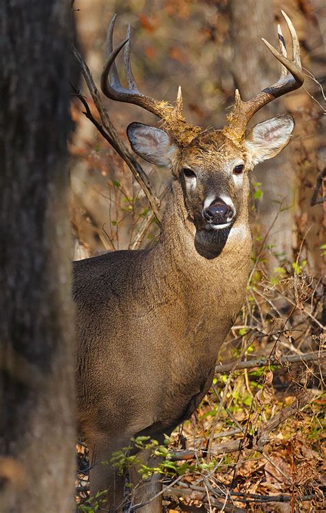 Louisiana Sportsman