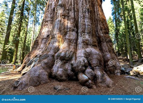 Sequoia National Park In California Stock Image Image Of Natural