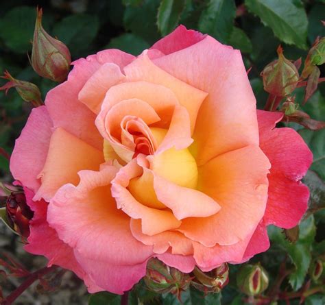 Sunrise Uk Potted Rose Colin Gregory Roses Ltd