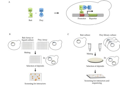 The Yeast Two Hybrid System And High Throughput Adaptions A Principle