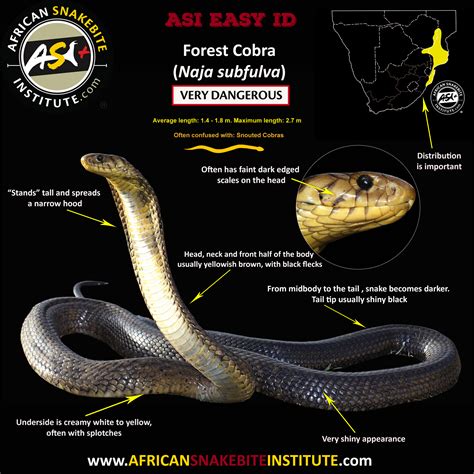 Forest Cobra African Snakebite Institute