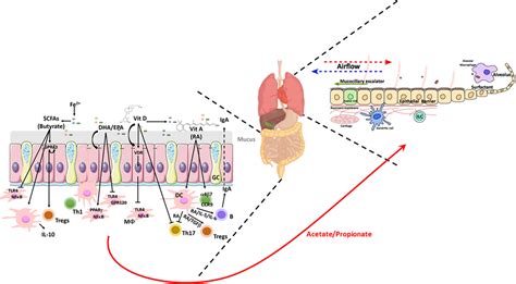 Frontiers The Impact Of Western Diet And Nutrients On The Microbiota And Immune Response At