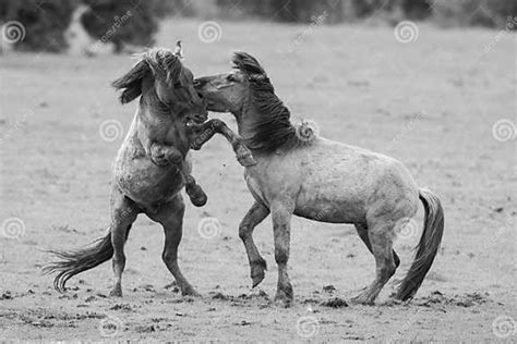 fighting horses stock image image  animal leader