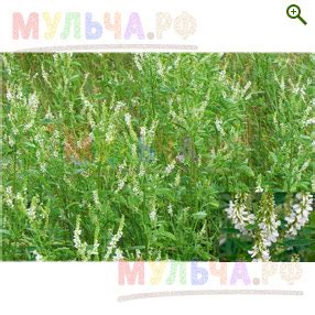 Семена Донника белого - Сидераты - купить у производителя Мульча.рф