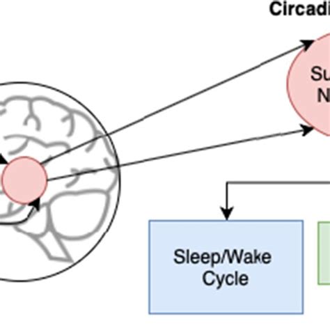 number  circadian rhythms  directed   suprachiasmatic