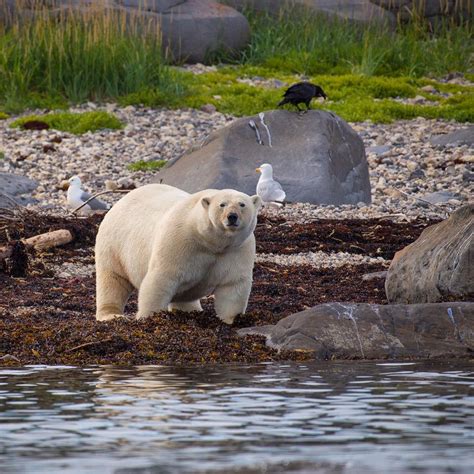 Churchill’s Polar Bears of August - Churchill Polar Bears