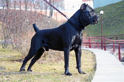 Cane Corso