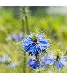 Nigelle De Damas Bleue Kokopelli Livraison Gratuite