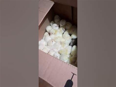 цыплята - YouTube