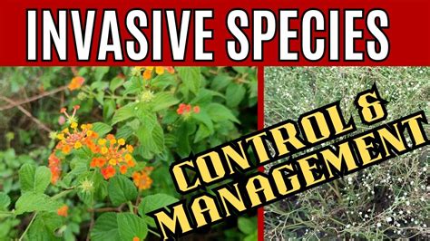 Control Methods For Invasive Species Invasive Species Info