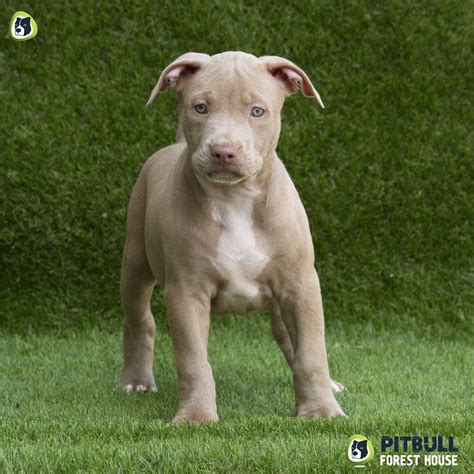 Red Nose Puppy Champagne Pitbull Forest House Pitbull Americani