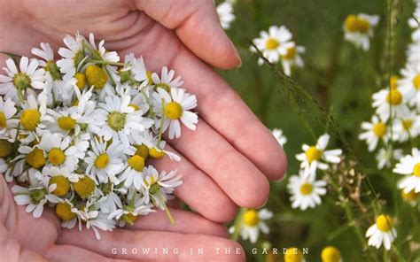 How To Grow Chamomile Tips For Growing Chamomile Growing In The Garden