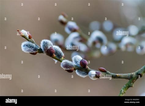 Nice Fresh Flowering Pussy Willow Branches In Early Spring Spring Grass On Background Blue Sky