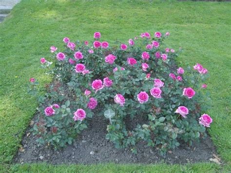 'Bernadette Lafont ' Rose Photo