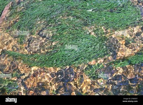 Fontinalis Dalecarlica Commonly Known As Fountain Moss Brook Moss Or