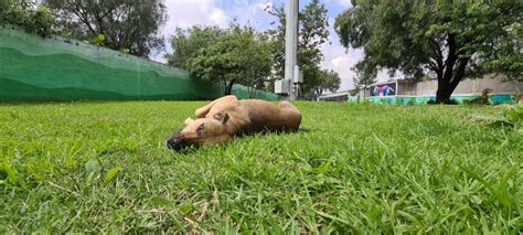 MetroCDMX On Twitter El Centro De Transferencia Canina Del Metro