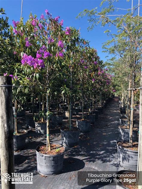 Purple Glory Tree Tibouchina Granulosa For Sale Florida Treeworld