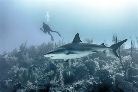 Diving Into Silence The Impact Of Underwater Sounds On Shark Behavior