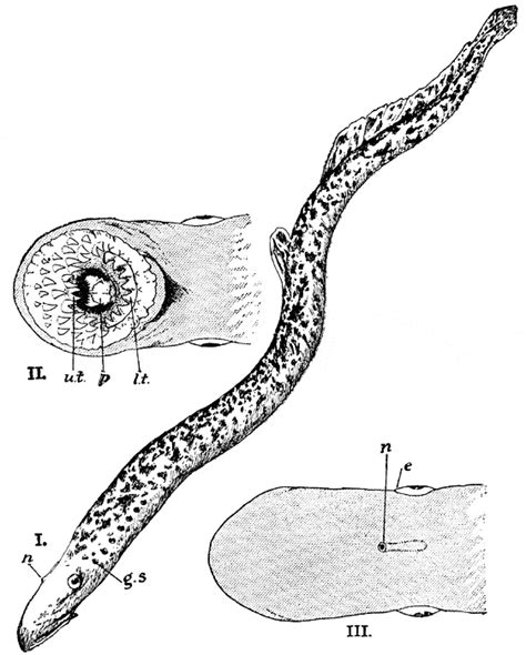 Sea Lamprey Coloring Page Animals Town Free Sea Lamprey Color Sheet