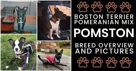 Boston Terrier Pomeranian Mix Pomston Pictures And Breed Overview