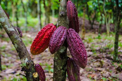 São Tomé and Príncipe Tourism – Information, Facts, Advices in Travel