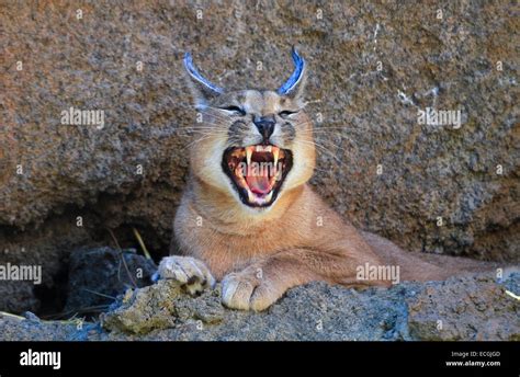 Caracal Baring Teeth Stock Photo - Alamy