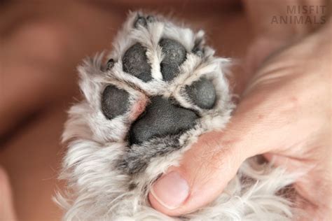 Red Bump On My Dogs Paw 4 Reasons Why It Happens