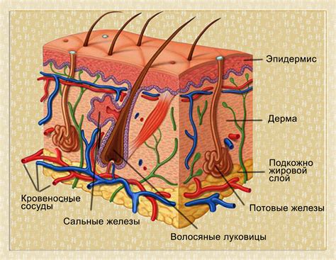 Угревая болезнь | Информационный портал NSP