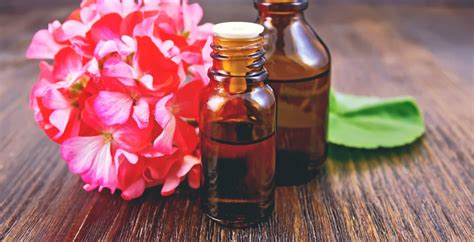 geranium oil benefits  recipes side effects  faqs