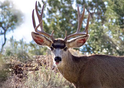 Mule Deer Vs Black Tailed Deer What Are The Differences A Z Animals