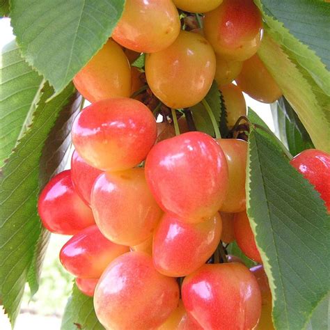 Черешня Желтая Описание Сорта Фото – Telegraph