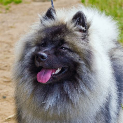 Немецкий шпиц кеесхонд / вольфшпиц