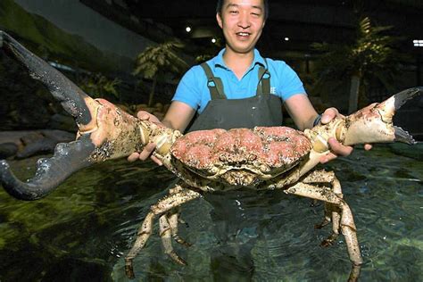 Тасманийский гигантский краб Pseudocarcinus gigas титан с супер