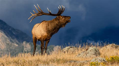 Idaho elk tags expected to sell out soon for second and nonresidents | KBOI