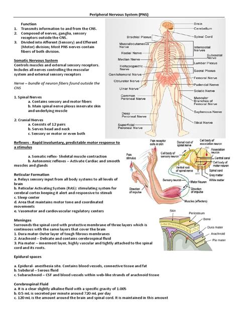 Peripheral Nervous System 5187471101 | PDF