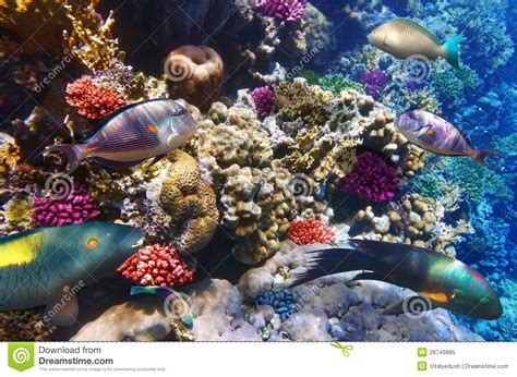 Coral And Fish In The Red Sea Egypt Africa Stock Image Image Of