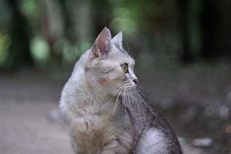 Warum pinkelt meine Katze plötzlich überall hin Miautastisch de