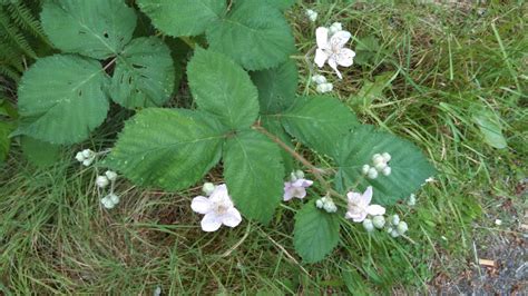 Himalayan Blackberry Edible Plants Of The Greater Portland Metro Area