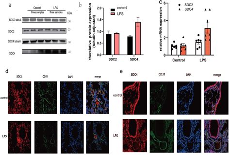 In Vivo And In Vitro Sdc24 Expression In Response To Inflammation A