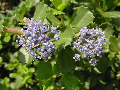 Ceanothus Gloriosus Point Reyes Creeper