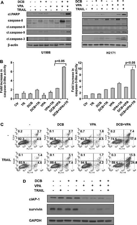 The Combination Of Decitabine And Vpa Restores Sclc Cell Sensitivity To