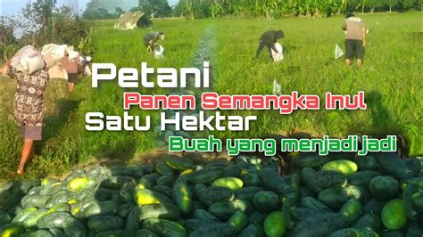 Panen Semangka Inul Sampai 3 Ton Petani Sukses YouTube