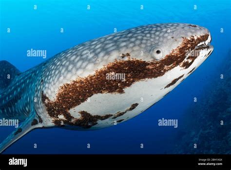 Whale Shark Teeth