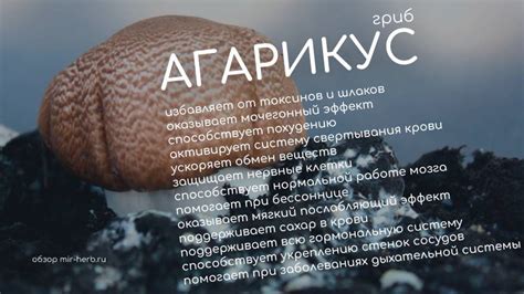 Агарикус: полезные свойства, показания к применению