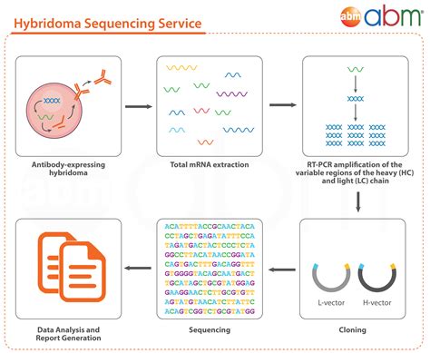 Antibody Hybridoma Sequencing Service Applied Biological Materials Inc