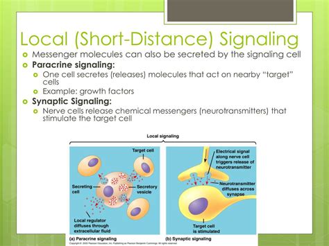 PPT - Cell Communication PowerPoint Presentation, free download - ID ...
