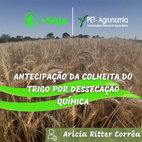 Antecipa O Da Colheita Do Trigo Por Desseca O Qu Mica Pet Agronomia